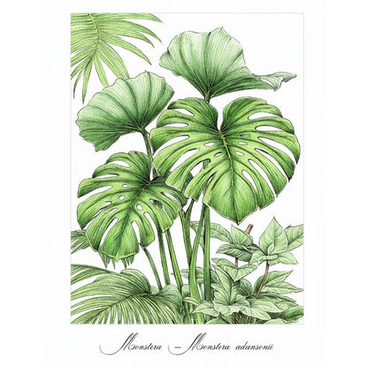 Het Plantenrijk Kleurboek voor Volwassenen